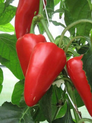 Перец сладкий «Шашлычный F1» - Фото 1