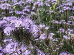Сидерат «Фацелия Наталия» - Фото 1