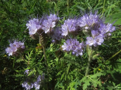 Сидерат «Фацелия Наталия» - Фото 3