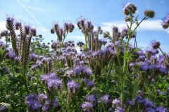 Сидерат «Фацелия Наталия» - Фото 4