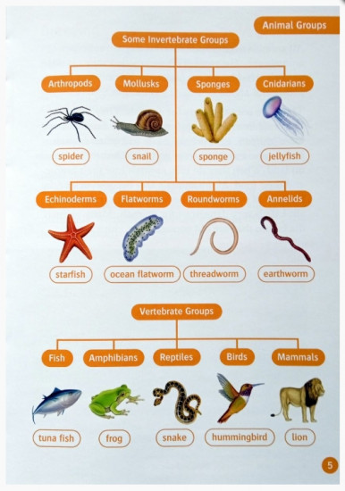 Animal Life Cycles