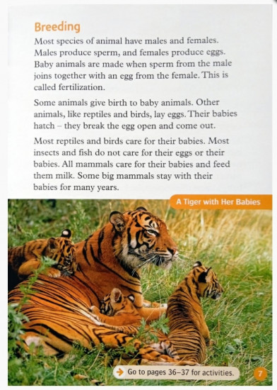 Animal Life Cycles