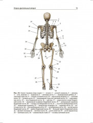 Анатомия человека. Учебник. Том 1 - Фото 9