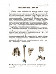Анатомия человека. Учебник. Том 1 - Фото 10
