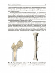 Анатомия человека. Учебник. Том 1 - Фото 13