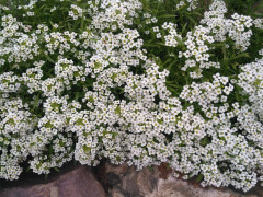 Семена алиссума «Ванильное облако» - Фото 2