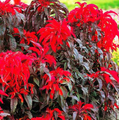 Семена амаранта «Оли Сплендэ» - Фото 1