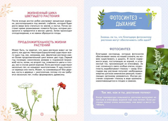 Растения вокруг нас