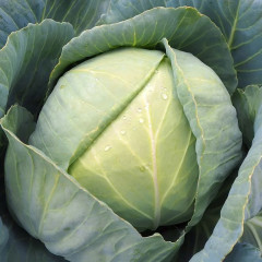 Семена капусты белокочанной ультраскороспелой «Взрыв F1» - Фото 1