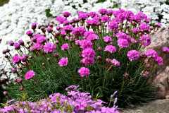 Семена армерии «Элегия» - Фото 1