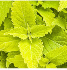 Семена колеуса «Фаервэй Ело» - Фото 1