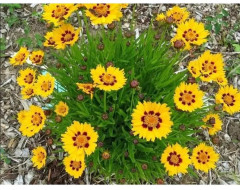 Семена кореопсиса «Кавалер» - Фото 1