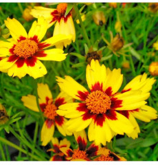 Семена кореопсиса «Кавалер» - Фото 2
