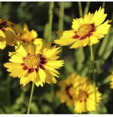 Семена кореопсиса «Кавалер» - Фото 3