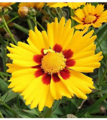 Семена кореопсиса «Кавалер» - Фото 4