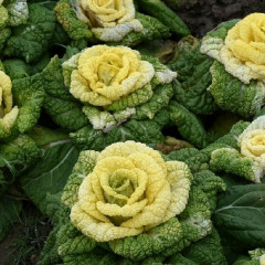 Семена капусты китайской «Шанхайская роза» - Фото 2