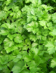 Семена кориандра «Армянский» - Фото 1