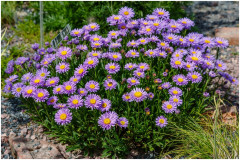 Семена астры «Голиаф альпийская» - Фото 1
