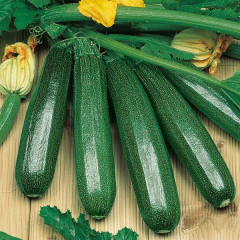 Семена кабачков цукини «Пират» - Фото 1