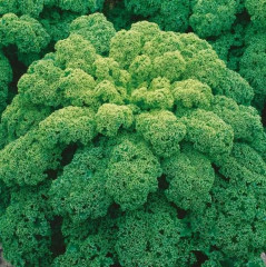 Семена капусты листовой «Изумруд» - Фото 2