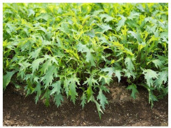 Семена капусты японской «Мизуна зеленая» - Фото 2