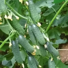 Семена огурцов «Верный дружок F1» - Фото 2