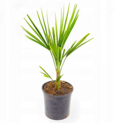 Семена пальмы «Трахикарпус Форчуна» - Фото 2