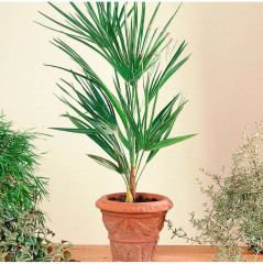 Семена пальмы «Трахикарпус Форчуна» - Фото 1