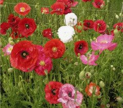 Семена мака «Папавер-самосейка Утренняя песня» - Фото 3