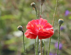 Семена мака «Папавер-самосейка Утренняя песня» - Фото 4