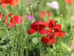 Семена мака «Папавер-самосейка Утренняя песня» - Фото 5