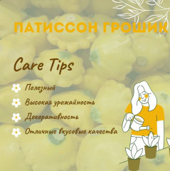 Семена патиссонов «Грошик» - Фото 2