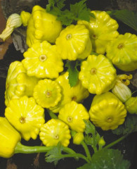 Семена патиссонов «Солнышко» - Фото 1