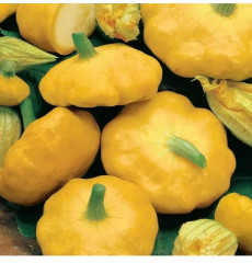Семена патиссонов «Солнышко» - Фото 2