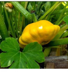 Семена патиссонов «Солнышко» - Фото 3