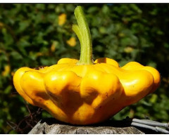 Семена патиссонов «Солнышко» - Фото 4