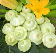 Семена патиссонов «Чебурашка» - Фото 1