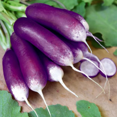 Семена редиса «Полезный завтрак» - Фото 1