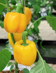 Семена перца сладкого «Бульдозер F1» - Фото 1