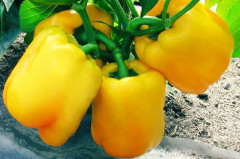 Семена перца сладкого «Бульдозер F1» - Фото 3