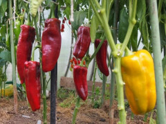 Семена перца сладкого «Дульче итальяно» - Фото 2