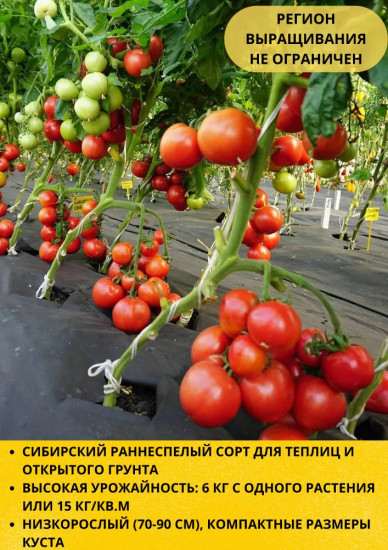Семена томата «Видимо-невидимо. Сибирико»