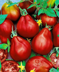 Семена томата «Грушка черная» - Фото 2