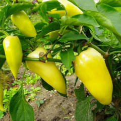 Семена перца сладкого «Фехер» - Фото 1