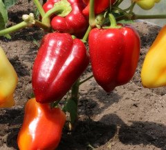 Семена перца сладкого грунтового «Стопудовый F1» - Фото 1