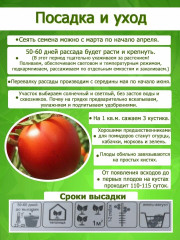 Семена томата «Минусинский медведь» - Фото 3