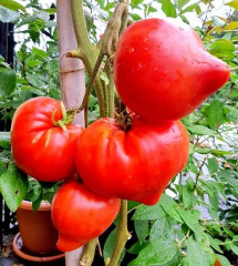 Семена томата «Минусинский медведь» - Фото 4