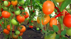 Семена томата «Непас 14. Непасынкующийся сахарный» - Фото 1