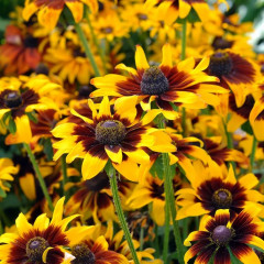 Семена цветов «Рудбекия Ястребиный глаз» - Фото 2