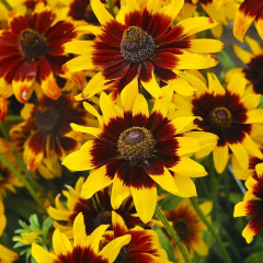 Семена цветов «Рудбекия Ястребиный глаз» - Фото 3